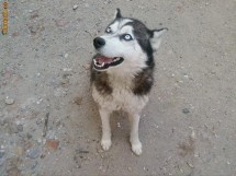 Vand husky ,1 an 150 euro foto