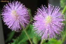 Seminte Mimosa pudica (Arborele de matase) foto