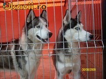 husky foto mare