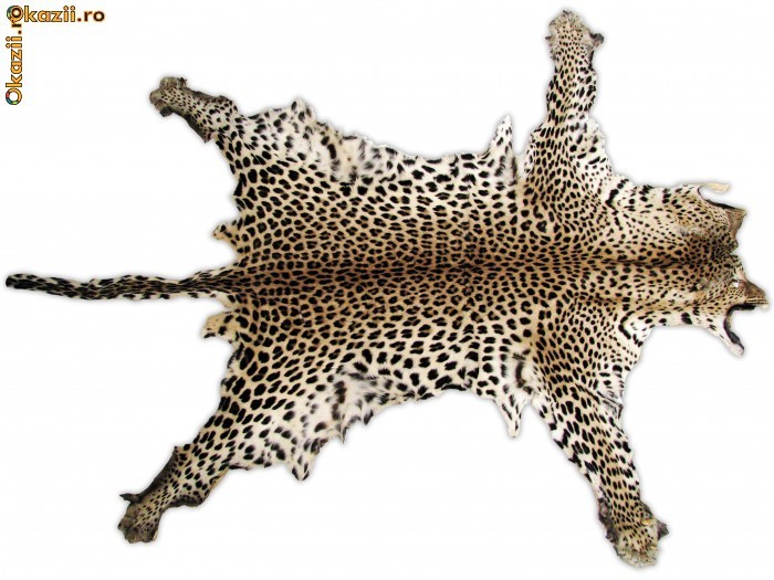 Blana veritabila leopard foto mare