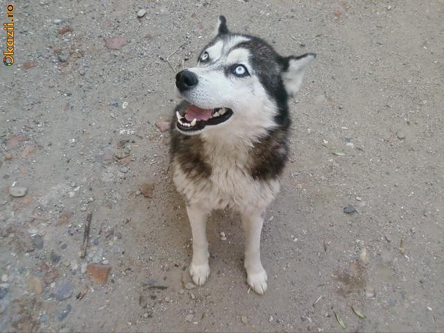 Vand husky ,1 an 150 euro foto mare