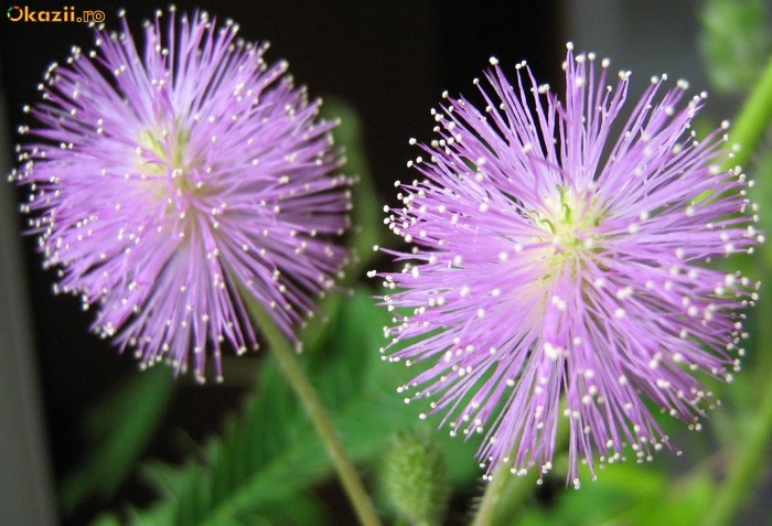 Seminte Mimosa pudica (Arborele de matase) foto mare