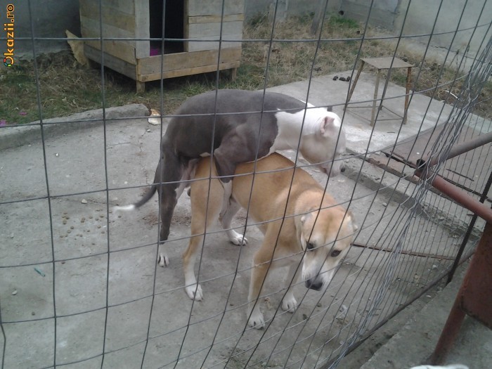 Amstaff De Vanzare!!!!! foto mare