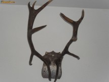 Trofeu Coarne Cerb Superbe 6 Ramificatii Vechime Peste 30 Ani foto Trofeu Coarne Cerb Superbe 6 Ramificatii Vechime Peste 30 Ani foto